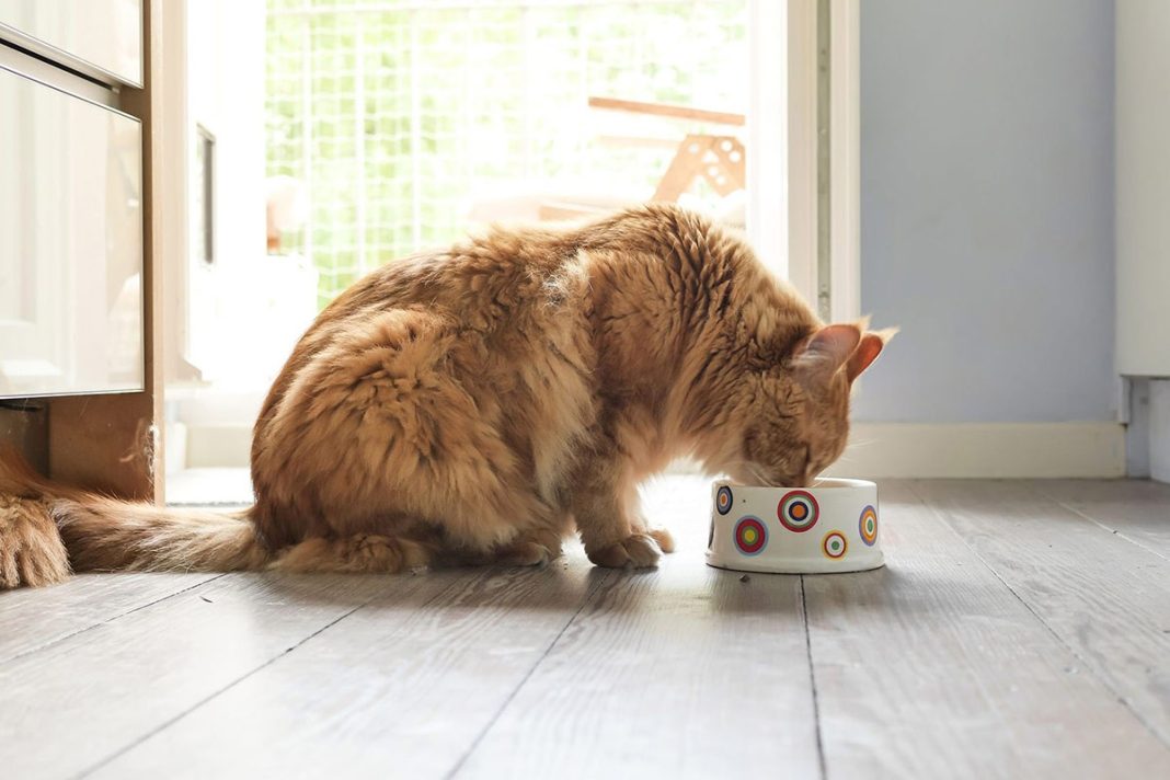 Menu Sehat untuk Kucing: 10 Makanan yang Meningkatkan Kesehatan Kucing Anda